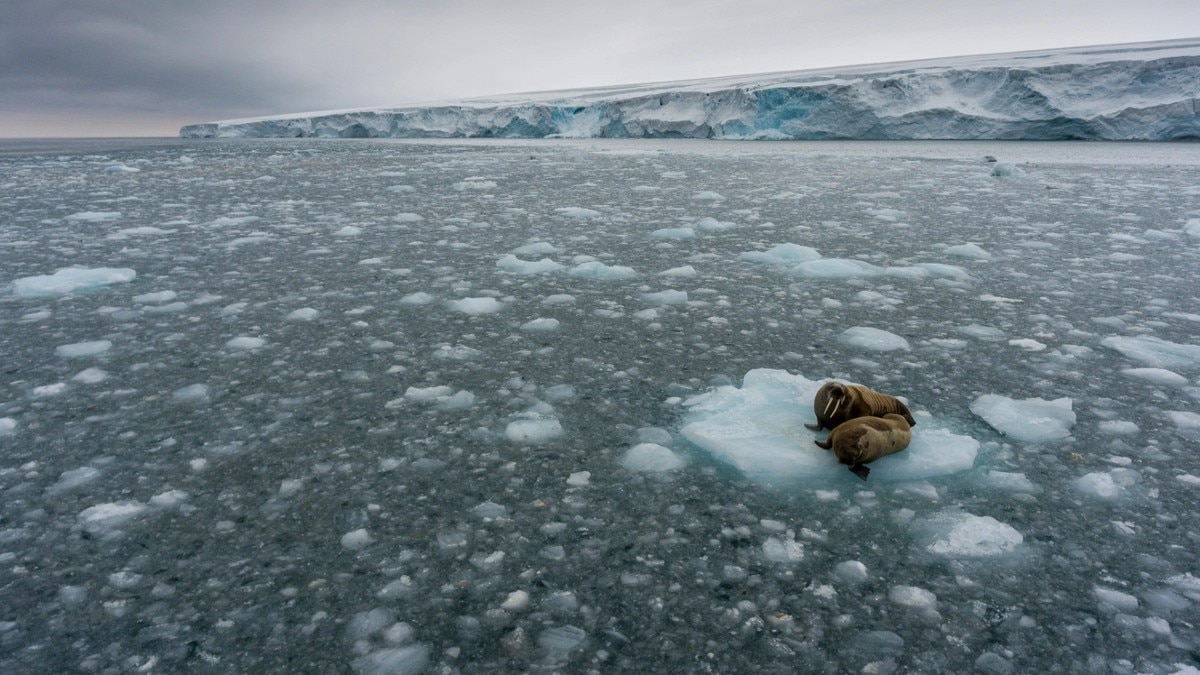 Scientists Revive 48,500-Year-Old 'Zombie Virus' Buried In Ice 87 5 Points On 48,500-Year-Old 'Zombie Virus' Revived By Scientists