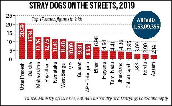 BBMP's Stray Dog Census Commences Today! 86 Telling Numbers: 18 lakh fewer stray dogs in 7 years, and the 1.53 crore still on streets | Explained News,The Indian Express