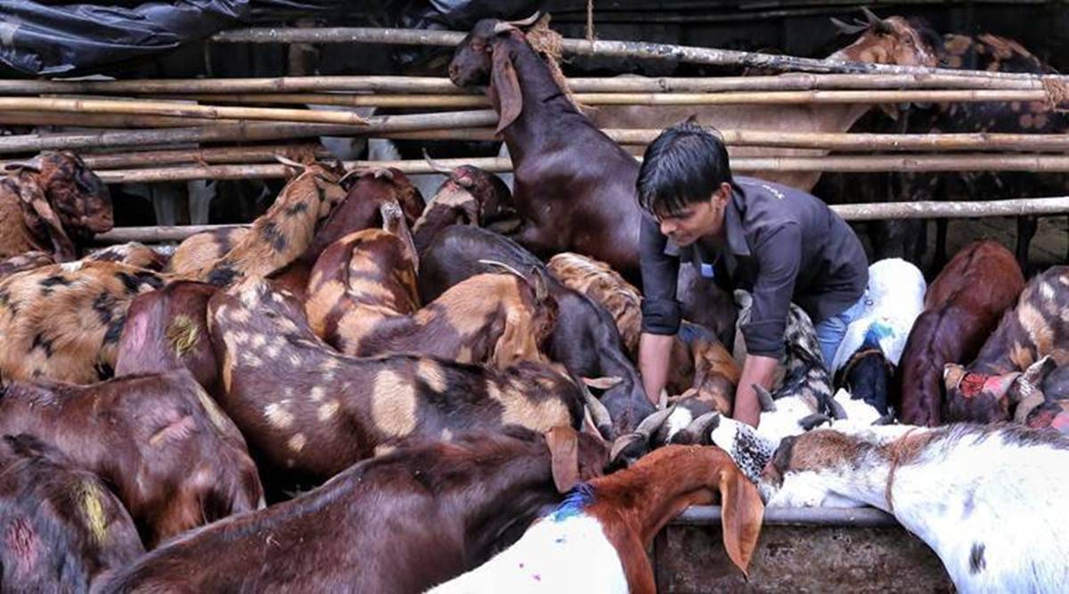 BBMP Bans Animal Sacrifice In Public On Eid-Al-Adha 87 Eid-al-Adha: BBMP bans animal sacrifice on Bengaluru roads, public places | Bangalore News, The Indian Express