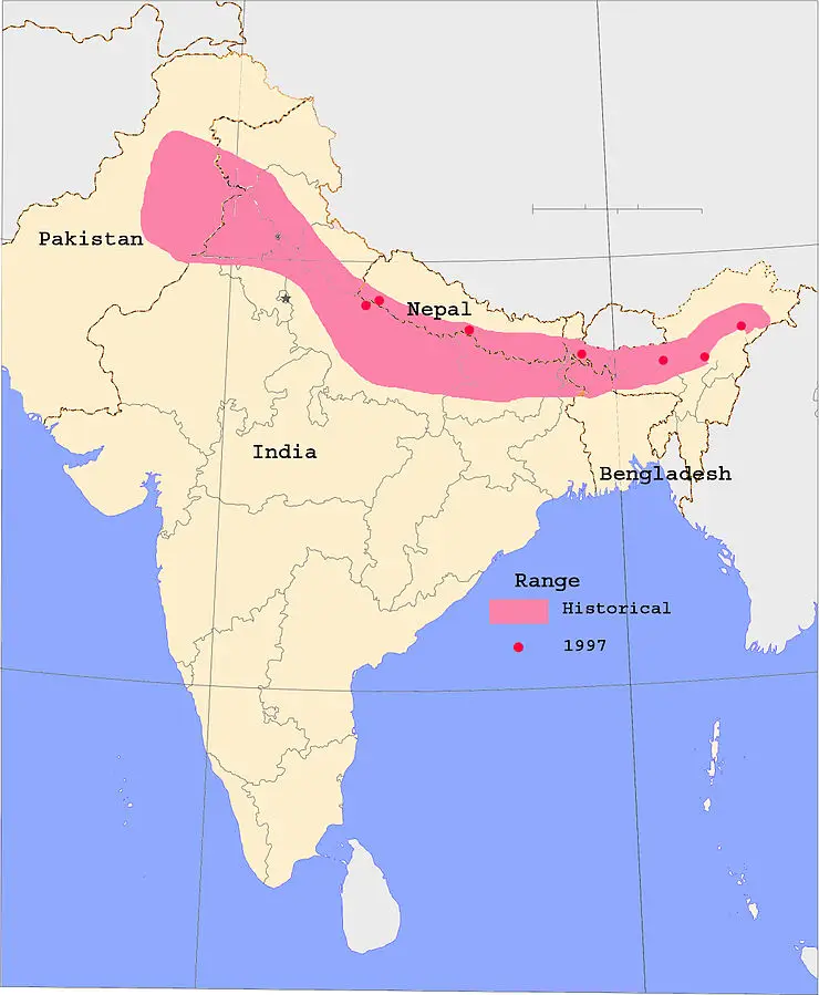 World Rhino Day: Significance Of Rhinoceros Conservation For India 89 Rhinoceros