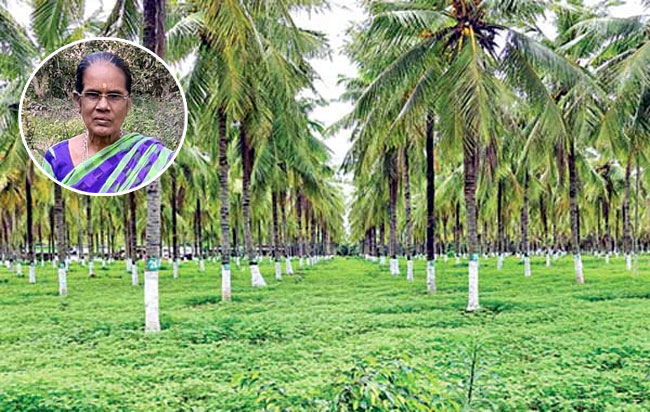 Nariyal Amma: Kamachi Chellammal's Green Revolution Earns Padma Shri Recognition 88 Padma Awards: పద్మశ్రీకి ఎంపికయ్యానంటే నమ్మలేక పోయా: నారియళ్ అమ్మ | meet kamachi chellammal andaman nariyal amma chosen for padma shri for organic coconut farming