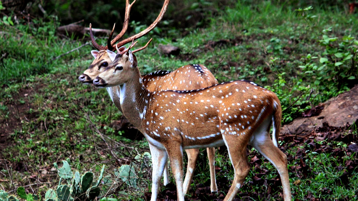 Seven Fined ₹50,000 Each For Illegally Hunting And Selling Spotted Deer Meat 88 ₹50,000 Fine for Seven Individuals Over Illegal Deer Hunting in Hosur -
