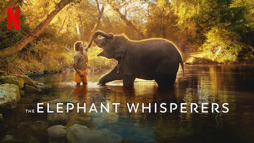 All You Need To Know About 'The Elephant Whisperers' : India At Oscars 91 Watch The Elephant Whisperers | Netflix Official Site