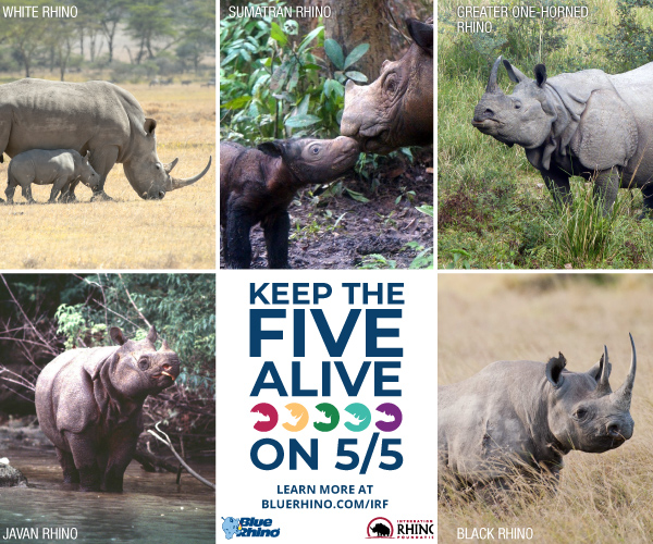 World Rhino Day: Significance Of Rhinoceros Conservation For India 93 Rhinoceros