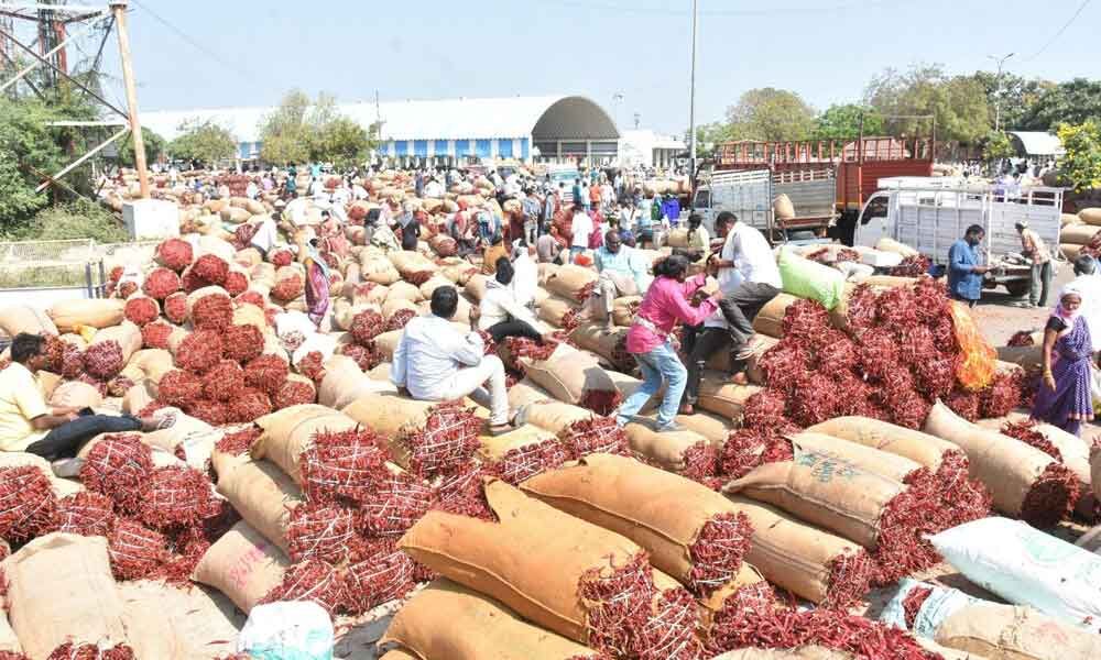 Farmers Resort to Vandalism Over Fall In Chilly Prices. 87 Warangal: Red chilli prices surges on par with gold