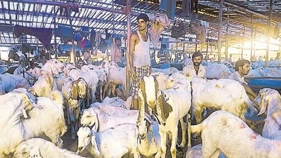 BBMP Bans Animal Sacrifice In Public On Eid-Al-Adha 88 Bengaluru civic body bans animal sacrifice in public places on Bakrid: Report | Bengaluru - Hindustan Times