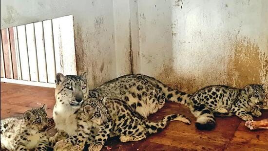 Tragedy Strikes Bengaluru's Bannerghatta National Park: Leopard Cubs Succumb To Deadly Virus 96 Virus outbreak at Bengaluru's Bannerghtta park kills 7 leopard cubs | Latest News India - Hindustan Times