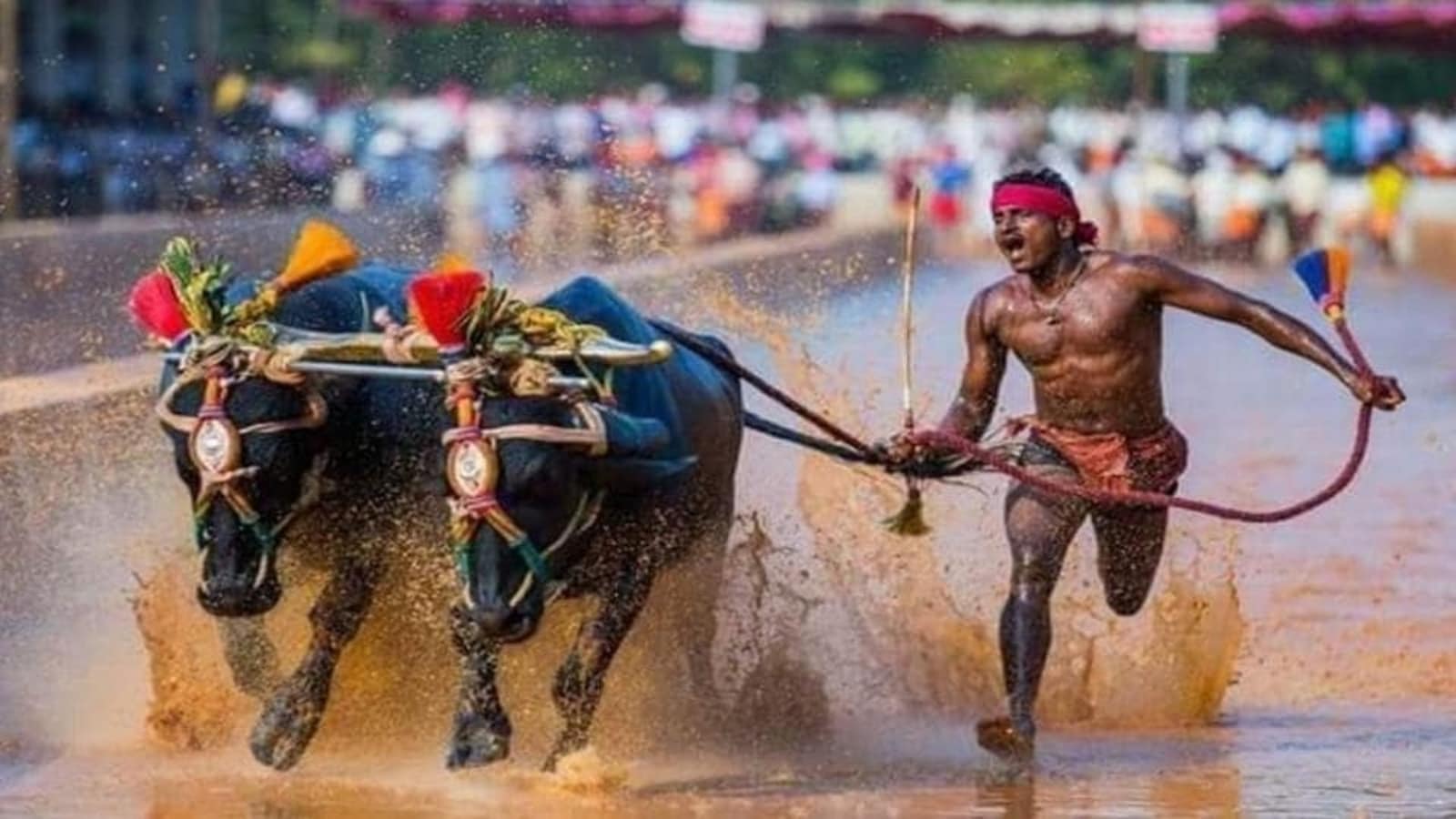 Historic Kambala Event Gallops Into Bengaluru: A Grand Spectacle Awaits 88 Stage set for Bengaluru's first Kambala event in longest race track. Details | Bengaluru -