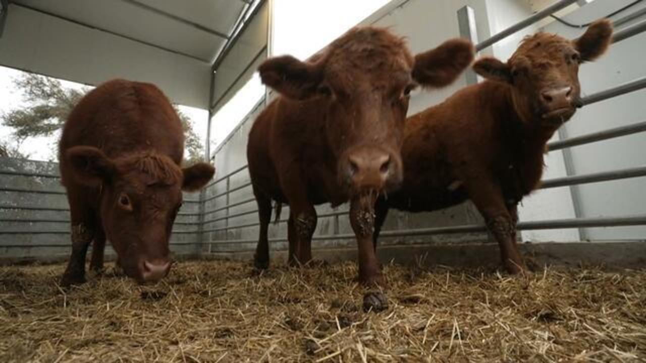 The unlikely role red cows play in war between Israel and Hamas