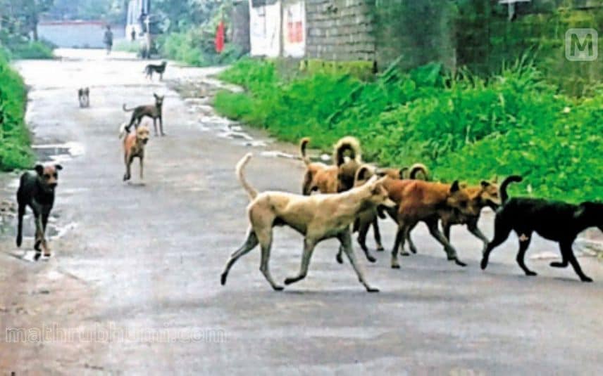 Kerala stray dog menace: Health and animal husbandry department identify 684 areas as hotspots, latest news, kerala news, Thiruvananthapuram