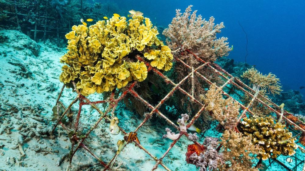 Karnataka Govt. To Install 56 Artificial Reefs Along The Coast To Augment Fish Breeding 87 karnataka