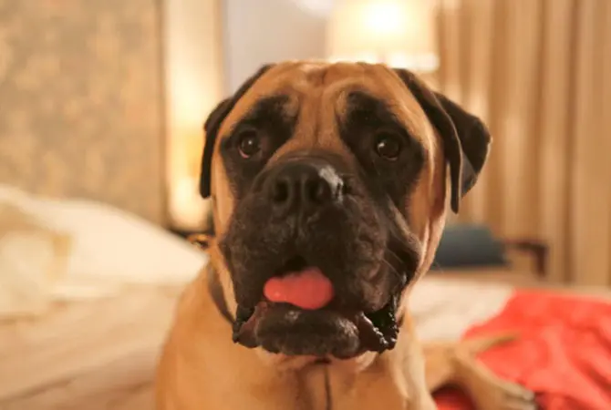 As 777 Charlie is Set to Release: Here are Seven Times When Dogs Won More Praise Than Stars in Films 121 Pluto Mehra, the adorable dog from 'Dil Dhadakne Do', is on Twitter!