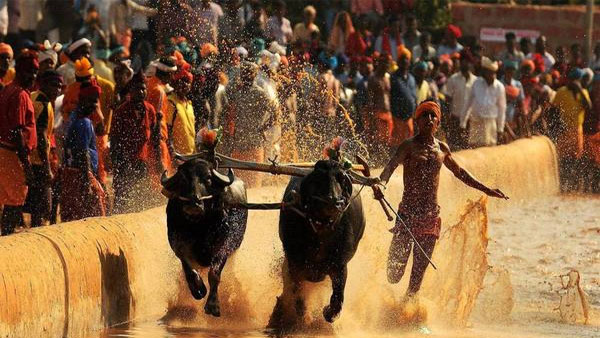 Bengaluru Gears Up For Its First-Ever Kambala: Dates And Event Insights 88 Kambala festival: Buffalo race season begins to enthuse local folks in coastal Karnataka -