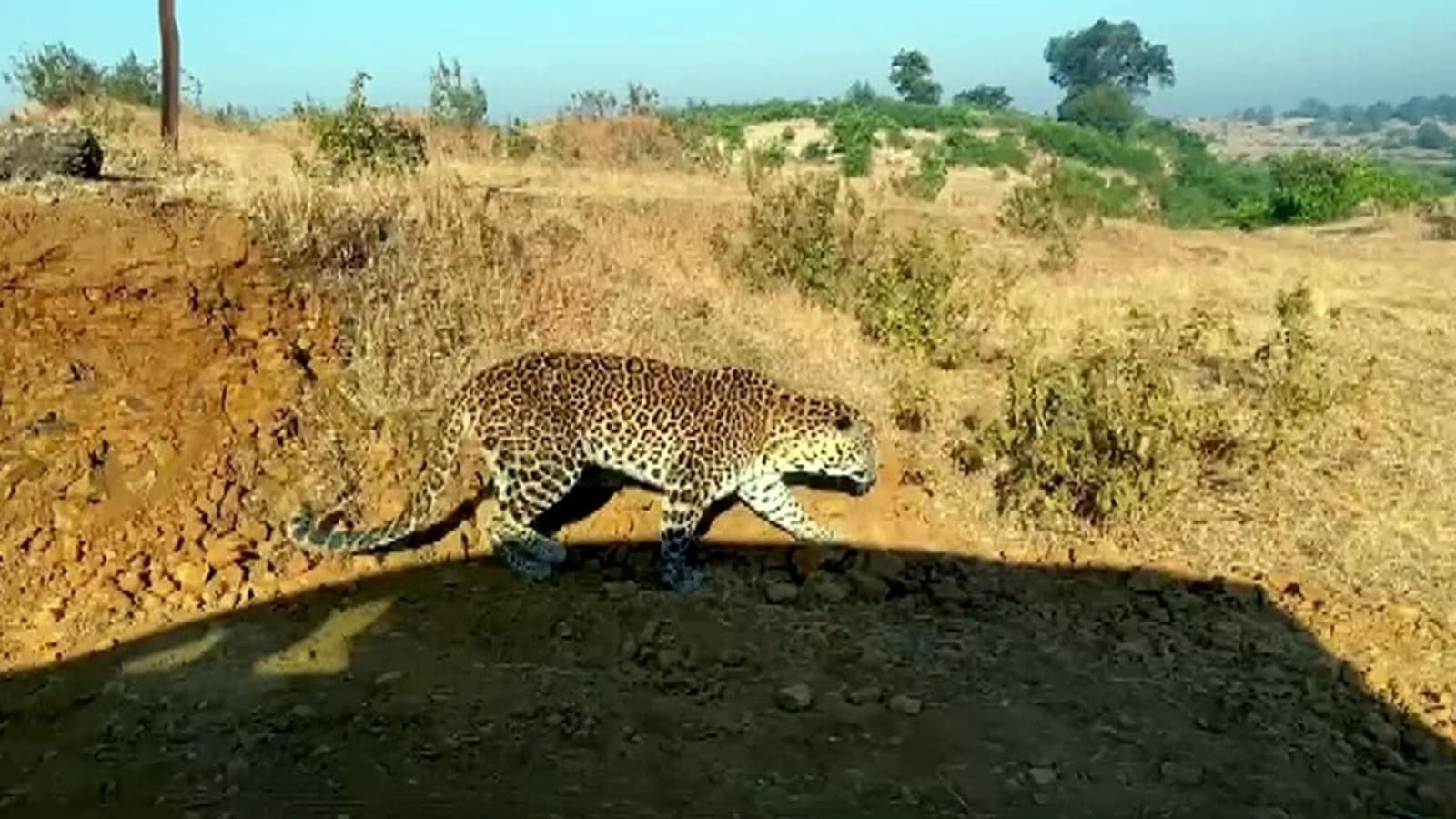 Leopard Sighting Raises Concerns Near Bengaluru's Electronic City 88 Leopard sighted in Bengaluru University campus, admin restricts movement | Bengaluru -