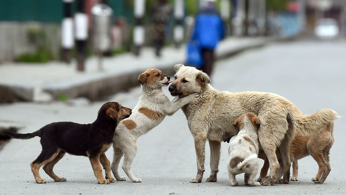 How stray dog menace is getting out of control in Kerala - India Today Insight News
