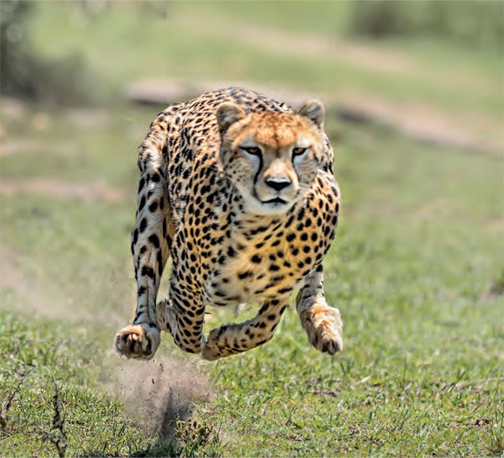 2 More Cubs Die In Kuno National Park : Experts Question The Warden | Project Cheetah 88 Cheetah relocation: Wild cats likely to arrive Madhya Pradesh's Kuno by end of August