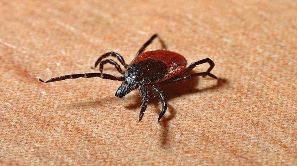 Experts Talk About The Powassan Virus : Causes, Symptoms, And Precautions 88 A person in the US recently died from the rare Powassan virus, marking the first fatal case in the US this year.