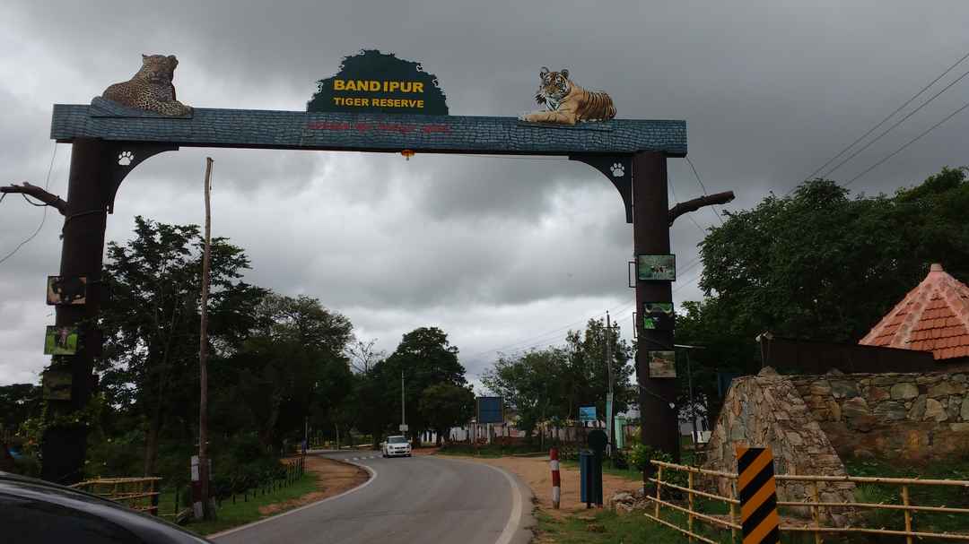 Opposition By Wildlife Activists Against Constructions In ESZ of Bandipur Tiger Reserve 91 Bandipur National Park and Tiger Reserve, Bandipur, India: View Images, Timing and Reviews | Tripoto