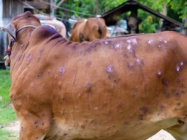 Lumpy Skin Disease Poses 40-50% Death Rate For Cattle, Threatening Milk Production 3 Lumpy Skin Disease spells disaster