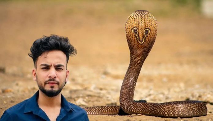 Elvish Yadav Exposed In Snake Venom Racket scandal 87 Elvish Yadav controversy puts spotlight on abuse of 'snake venom' in India for recreation