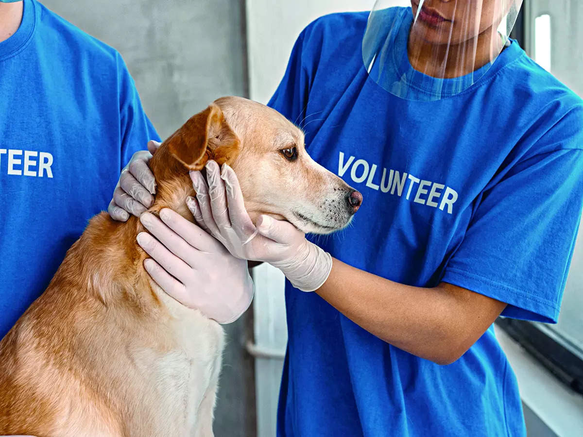 Bengaluru Veterinary Institution Closure Sparks Animal Rights Debate 88 bengaluru: Animal lovers want vet services 24x7 in Bengaluru