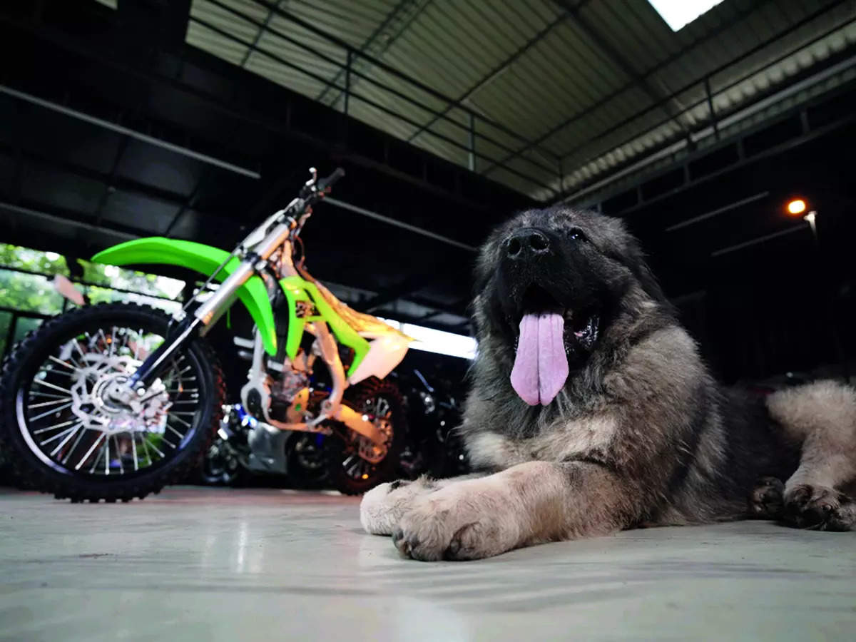 Bengaluru Man Buys A 20 Crore Dog : All You Need To Know 88 Bengaluru's top dog, bought for Rs 20 crore