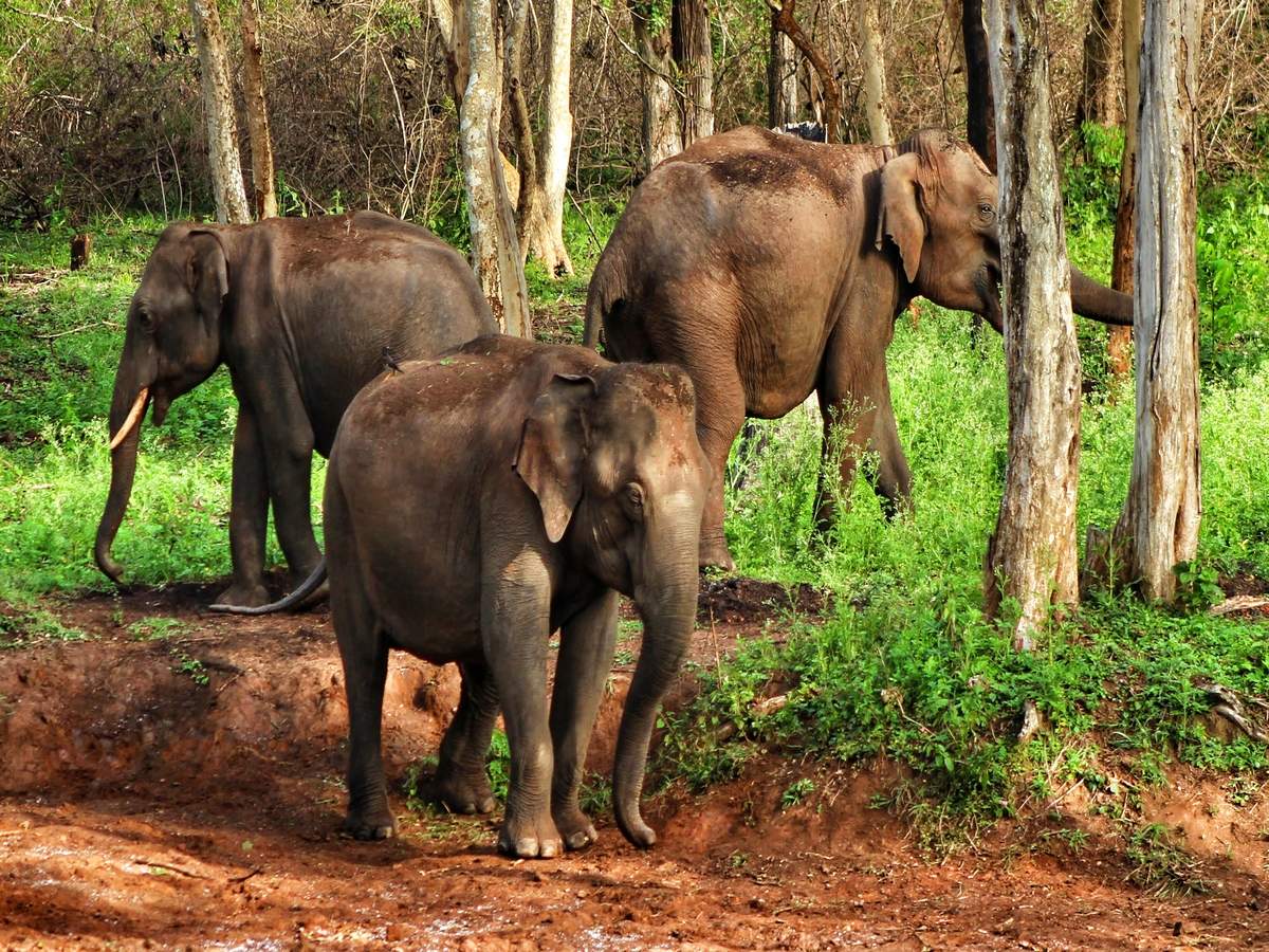 The Man-Animal Conflict Claims One Life Per Week In Karnataka 87 Under nature's spell–wildlife sanctuaries in Karnataka | Times of India Travel