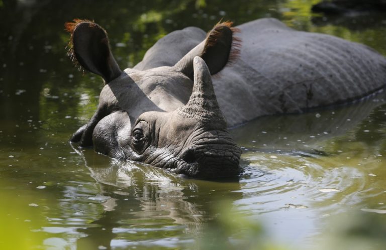 World Rhino Day: Significance Of Rhinoceros Conservation For India 91 Rhinoceros