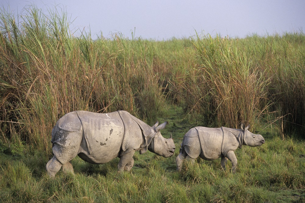 World Rhino Day: Significance Of Rhinoceros Conservation For India 90 Rhinoceros