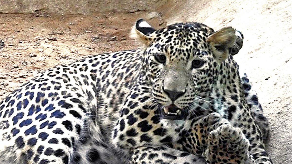 Tragedy Strikes Bengaluru's Bannerghatta National Park: Leopard Cubs Succumb To Deadly Virus 94 Seven leopard cubs die at Bannerghatta Biological Park in Bengaluru after virus attack - The Hindu