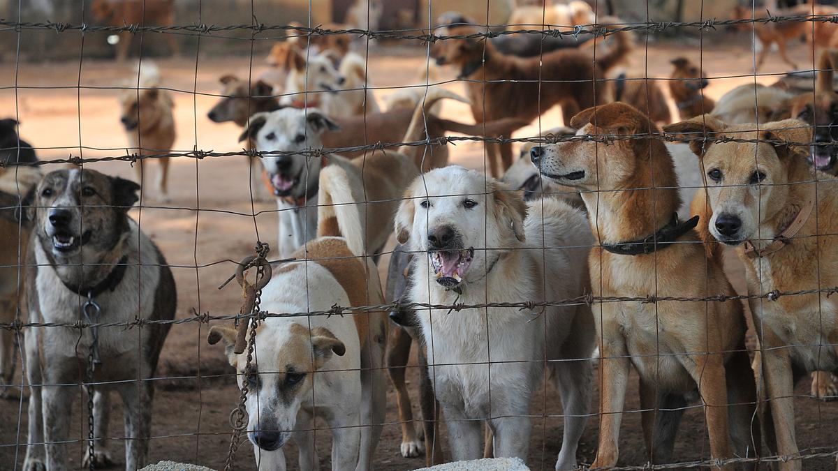 BBMP's Stray Dog Census Commences Today! 88 Sterilisation, vaccination programmes fail to make headway - The Hindu
