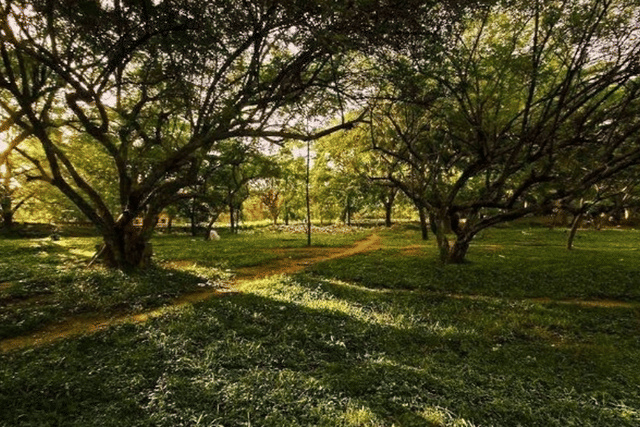 Bengaluru's Proposed 150-Acre Park Near Yelahanka Gains Momentum |Discover Details 88 Bengaluru To Get 184-Acre Park Near Yelahanka; To Be The 'Second Cubbon Park', Says Karnataka Revenue Minister R Ashok