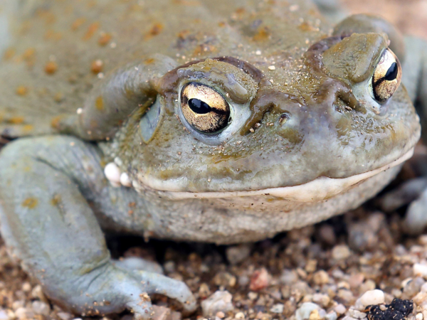 Toad