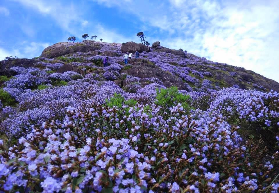 Neelakurinji: The Bloom Of A Unique Ecosystem 93 Painting the Niligiris Blue Once in 12 Years, Behold the Neelakurinji