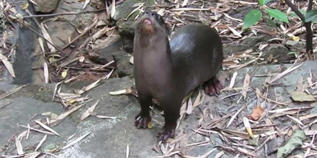 An Otter Spotted in IISc Campus Bengaluru : Researchers Confused Over Its Presence 87 Otter.jpg?w=640&dpr=1