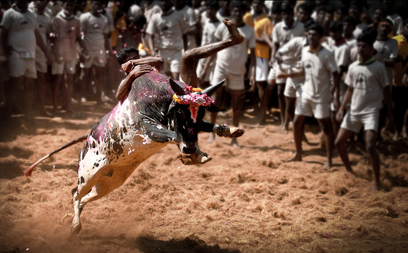 SC Uphelds The Validity Of Jallikattu And Bullock Racing Sports In TN, Kar, And MH 87 Jallikattu - Wikipedia