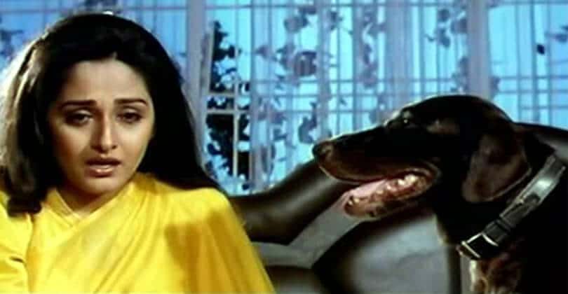As 777 Charlie is Set to Release: Here are Seven Times When Dogs Won More Praise Than Stars in Films 117 14 amazing Bollywood movies Dog Lovers need to watch!