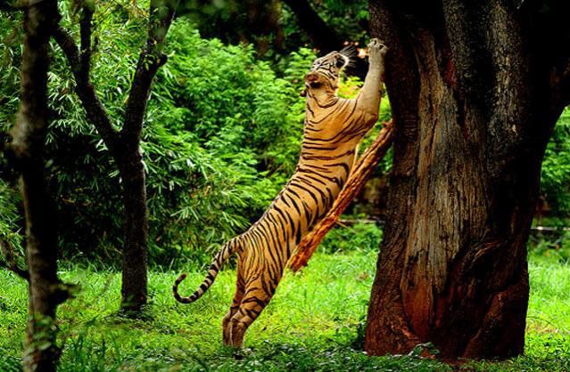 The Man-Animal Conflict Claims One Life Per Week In Karnataka 88 Top 10 Wildlife Sanctuaries and National Parks in Karnataka