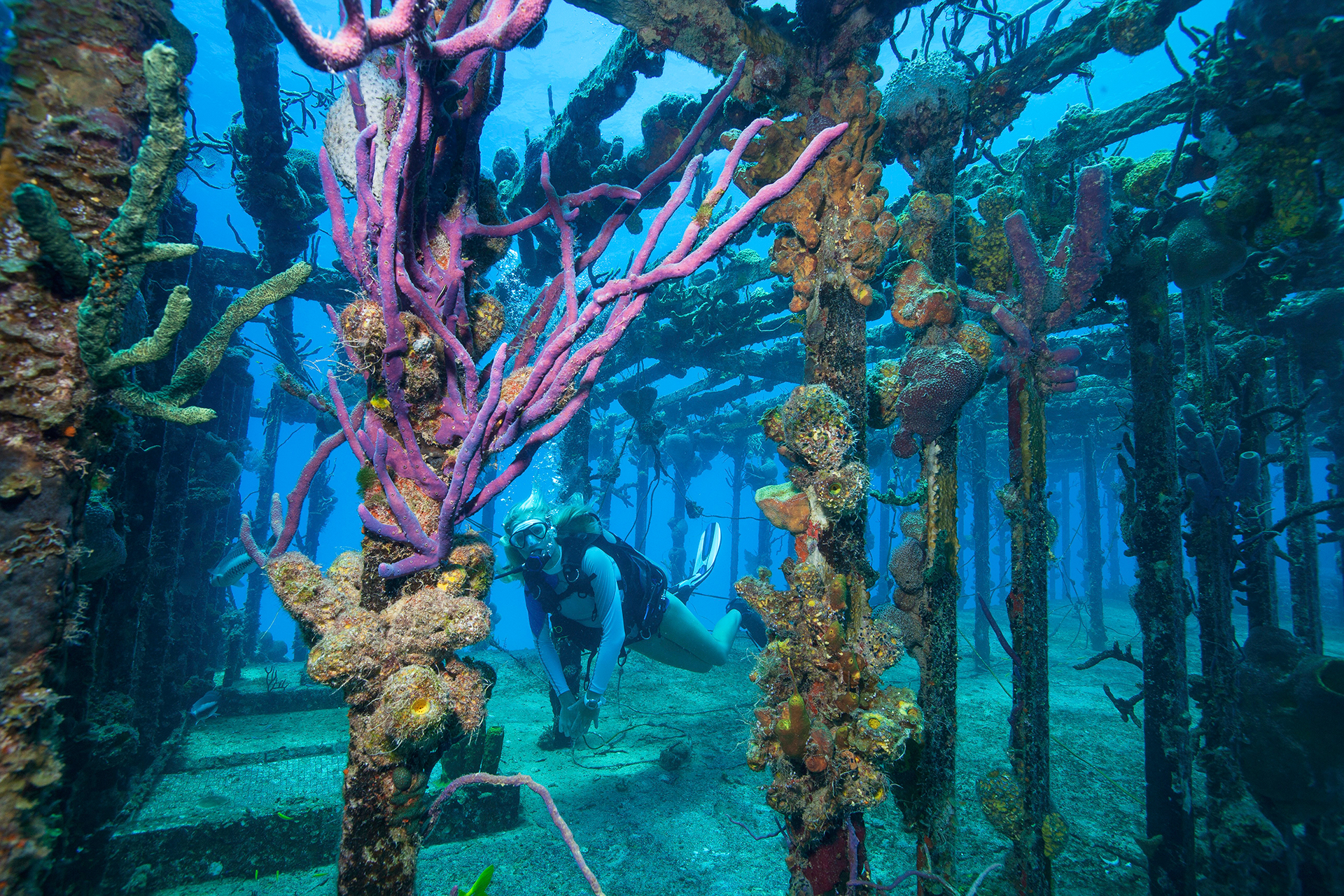 Karnataka Govt. To Install 56 Artificial Reefs Along The Coast To Augment Fish Breeding 89 Karnataka