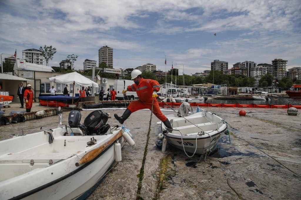 What is this Sea snot outbreak that is posing a threat to marine life? 94 5000