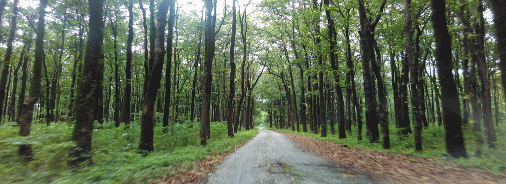 5 Environmental Horrors of India 90 Buxa Reserved Forrest