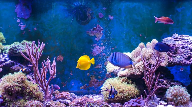 "Country's Biggest Underwater Tunnel" Opens To An Exotic Marine Experience To Bangaloreans 88 India's first movable tunnel aquarium | ixigo Travel Stories