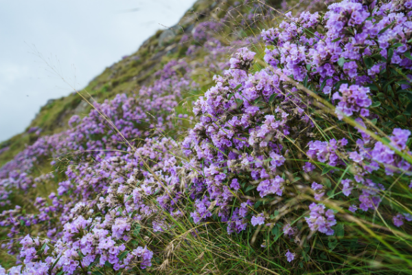 Neelakurinji: The Bloom Of A Unique Ecosystem 94 Madikeri hills witness Neelakurinji bloom after 12 years - Indian Link