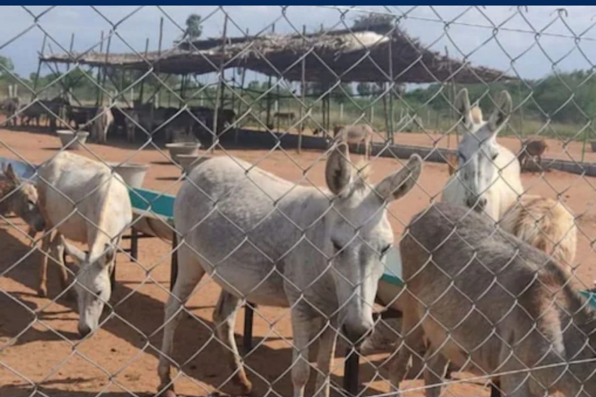 Donkey farm 16551161653x2 1