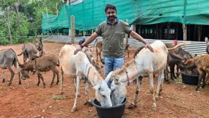 Srinivas Gowda with his donkeys Image Source Deccan Herald