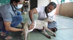 Help Old and Abandoned Animals1261539919