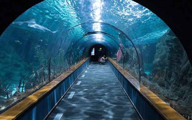 "Country's Biggest Underwater Tunnel" Opens To An Exotic Marine Experience To Bangaloreans 87 Bengaluru: City to get tunnel aquarium at Cubbon Park