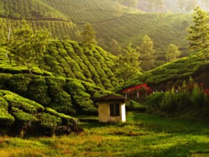 02 6munnar