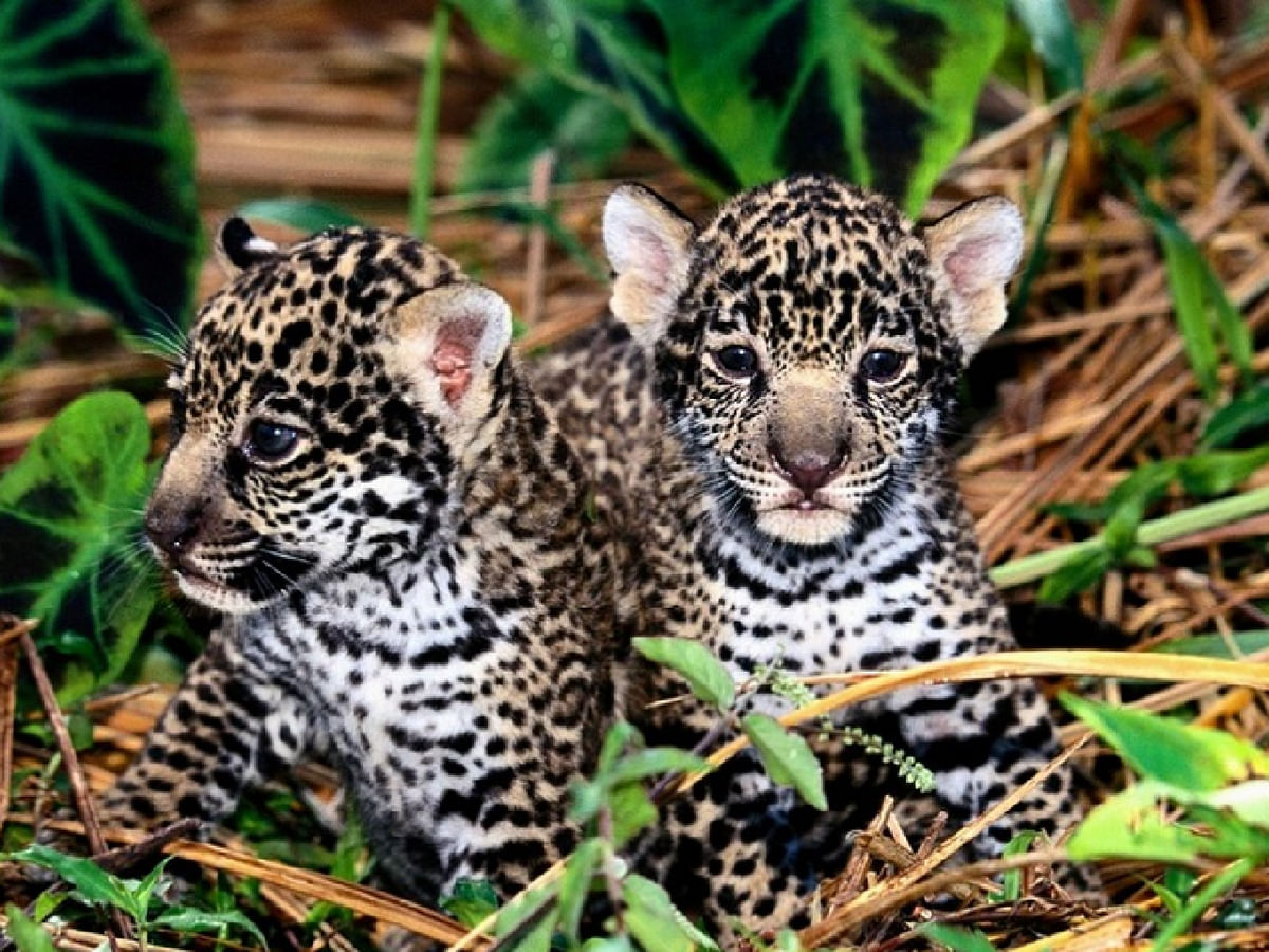 Tragedy Strikes Bengaluru's Bannerghatta National Park: Leopard Cubs Succumb To Deadly Virus 97 Seven leopard cubs die at Bannerghatta National Park due to viral infection | News9live